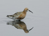Krombek strandloper