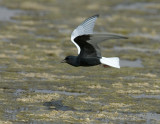 Gulls-Terns-Crows
