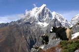 cibImg_0099.jpg yaks.jpg