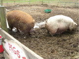 pigstones.jpg