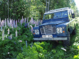 Vacker frsommarskog.jpg