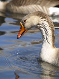 City Park Goose