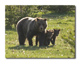 Grizzly Sow with cubs