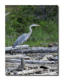 Great Blue Heron