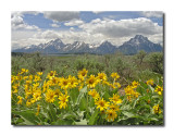 Willow Flats Overlook