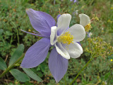 Blue Columbine