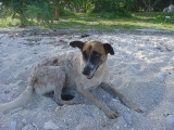 Port Vila Pango Beach friendly dog