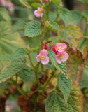 DSC_9551.jpg