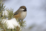 boreal chickadee 020907_MG_0384