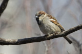 house sparrow 032807_MG_0075