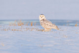 snowy owl 032807_MG_0384