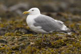 glaucous-winged (x western ?) gull 040707_MG_0736