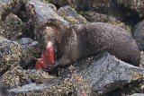otter 040707_MG_0536