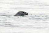 seal 040707_MG_0833