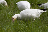 snow goose 040607_MG_1455