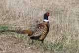 ring-necked pheasant 042207_MG_1038