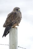 swainsons hawk 042107_MG_0198