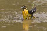 baltimore oriole 062907_MG_1174