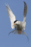 forsters tern 071007_MG_0926