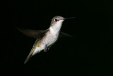 ruby-throated hummingbird 072007_MG_0754