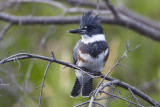 belted kingfisher 073107IMG_5475