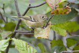 ruby-crowned kinglet 090207_MG_0238