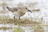 bairds sandpiper 090907_MG_0385