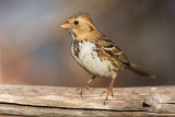 harriss sparrow 101107IMG_5495