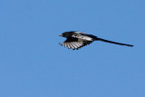 black-billed magpie 101407IMG_6048
