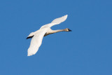 trumpeter swan 101407IMG_6173