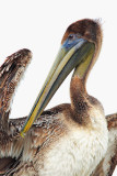 Pelican Portrait II