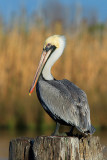 Brown Pelican