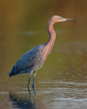 Reddish Egret