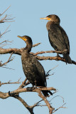 Cormorants