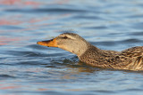 Mallard Female