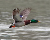 Mallard in Flight