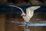 Reddish Egret