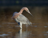 Reddish Egret