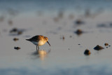 Sandpiper