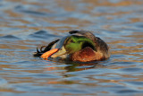 Mallard Male