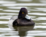 Lesser Scaup