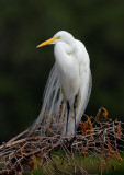 Great Egret