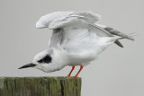 Forsters Tern