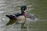 Wood Duck Pair