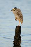 Yellow-crowned Night Heron