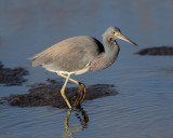 Tricolored Heron