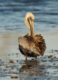 Brown Pelican Preening