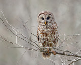 Barred Owl