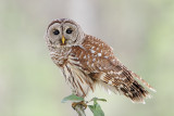 Barred Owl