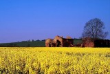 Rape seed field